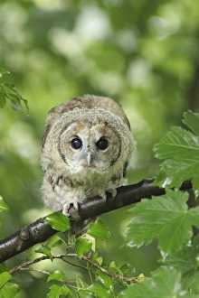 Shower Prints: Tawny Owl (Strix aluco) juvenile