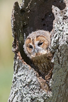 Tawny Owl (Strix aluco) juvenile, perched in hollow tree trunk, England, August (captive)