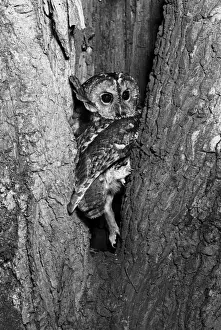 Special Prints: Tawny Owl (Strix aluco) the owl that took Eric Hoskings eye