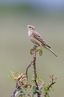 Roses Prints: Tawny Pipit (Anthus campestris) adult, perched on wild rose bush, Bulgaria, may