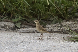 Pipit Prints: Tawny Pipit - Bulgaria