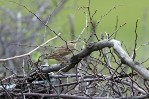 Tawny Pipit - Bulgaria