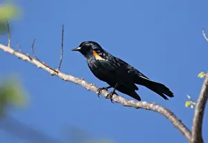 Tawny-shouldered Blackbird (Agelaius humeralis) adult male, perched on twig, La Belen, Camaguey Province, Cuba, March