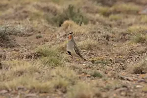 Tawny-throated Dotterel (Oreopholus ruficollis) adult, standing on breeding territory, Strobel Plateau, Santa Cruz, Argentina, november