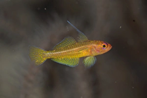 Dwarf Goby Prints: Taylors Dwarfgoby (Trimma taylori) adult