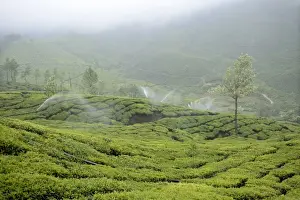 India Prints: Tea (Camellia sinensis) crop, with irrigator system watering plantation during misty weather