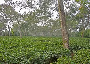Plantations Prints: Tea (Camellia sinensis) crop, plantation with shade trees