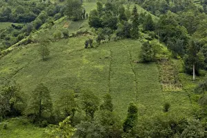 Middle East Prints: Tea (Camellia sinensis) crop, plantation on steep slope