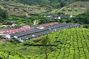 Estates Prints: Tea (Camellia sinensis) crop, view of tea plantation workers housing on hillside
