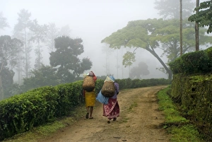 Estates Prints: Tea (Camellia sinensis) plantation