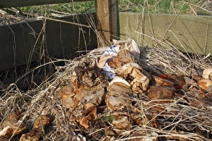 Piles Prints: Teabags on garden compost heap, Suffolk, England, march