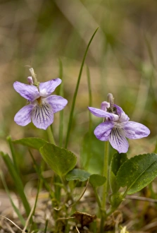 Violets Prints: Teesdale Violet (Viola rupestris) flowering, Bulgaria, may