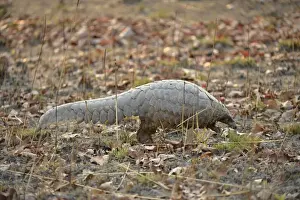 Plains Prints: Temmincks Ground Pangolin (Manis temminckii) adult