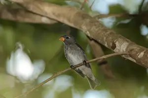 Tanagers Prints: Temminck's Seedeater (Sporophila falcirostris) adult male