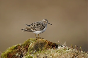 Stint Prints: Temminck's Stint (Calidris temminckii) adult