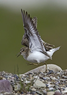 Temminck's Stint (Calidris temminckii) adult, breeding plumage, displaying, Northern Norway, june