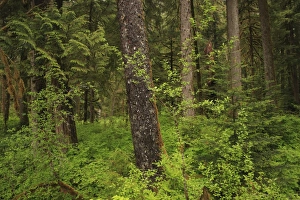 Rain Forests Prints: Temperate coastal rainforest habitat