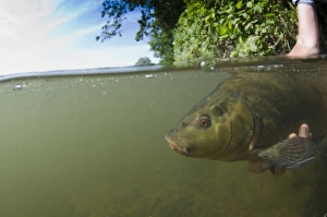 Hand Prints: Tench (Tinca tinca) adult, being released into water, Surrey, England, June