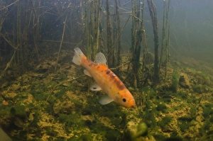 Golden Prints: Tench (Tinca tinca) Golden Tench ornamental form, adult, swimming, Devon, England, October