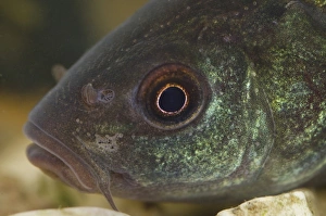 Captive Prints: Tench (Tinca tinca) immature, close-up of head