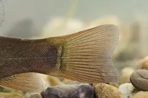 Captive Prints: Tench (Tinca tinca) immature, close-up of tail (caudal fin)