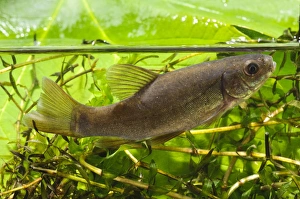 Cyprinid Prints: Tench (Tinca tinca) immature, swimming through pondweed