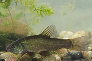 Captive Prints: Tench (Tinca tinca) immature, in tank, Nottingham, Nottinghamshire, England, October