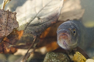 Captive Prints: Tench (Tinca tinca) immature, in tank, Nottingham, Nottinghamshire, England, February