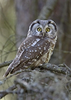 Tengmalm's Owl (Aegolius funereus) adult, perched on branch, Finland, may