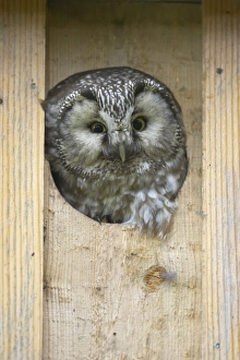 Tengmalm's Owl (Aegolius funereus) adult, looking out from entrance to nestbox, Oulu Region, Finland