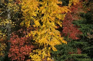 Southern States Prints: Tennessee Autumn/fall colour of Maples - Oaks and Hickory trees lose their leaves - Cades Cove