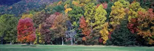 Tennessee Fall colour in Hardwood Forest - Sugar Maple- Red & White Oak loose chlorophyll - USA