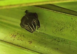Leaves Prints: Tent-making Bat (Uroderma bilobatum) adult
