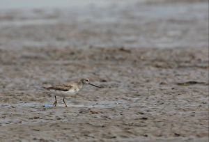 Sandpiper Prints: Terek Sandpiper (Xenus cinereus) adult, walking on mudflats, Hebei, China, may