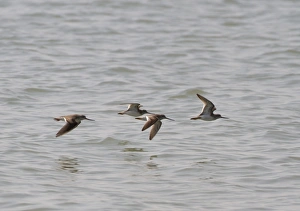 West Bengal Prints: Terek Sandpiper (Xenus cinereus) four adults
