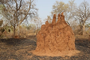 Termite Prints: Termite (Termitoidae sp. ) mound, in open woodland habitat, Gambia, march