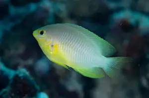 West Papua Prints: Ternate Damselfish (Amblyglyphidodon ternatensis) adult