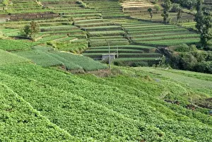 Tamil Nadu Prints: Terrace cultivation, mountain slope terraced farming with cauliflowers