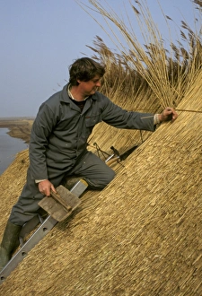 Thatched Prints: Thatcher thatching roof with reed, Cley, Norfolk, England