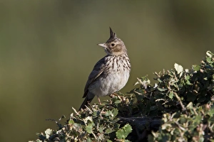 Thekla Lark, Extremadura, Spain