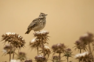 Horn Of Africa Prints: Thekla Lark (Galerida theklae) adult