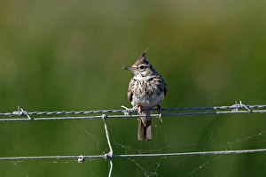 Llark Prints: Thekla Lark on wire fence Southern Spain