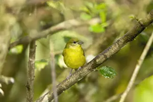 Equatorial Prints: Thick-billed Euphonia (Euphonia laniirostris) adult female