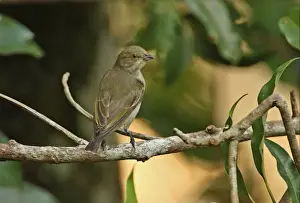 Kaeng Krachan Prints: Thick-billed Flowerpecker (Dicaeum agile modestum) adult