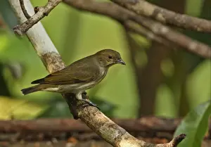 Thick-billed Flowerpecker (Dicaeum agile modestum) adult, perched on branch, Kaeng Krachan N. P. Thailand, november