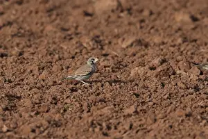 Maghreb Prints: Thick-billed Lark (Rhamphocoris clotbey) adult male