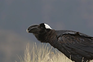 Horn Of Africa Prints: Thick-billed Raven (Corvus crassirostris) adult