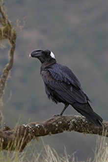 Thick-billed Raven (Corvus crassirostris) adult, perched on branch, Simien Mountains, Ethiopia