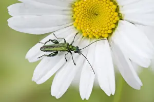 False Oil Beetle Prints: Thick-legged Flower Beetle (Oedemera nobilis) adult male, resting on flower, England, june