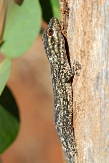 Madagascar Prints: Thicktail Day Gecko (Phelsuma mutabilis) adult